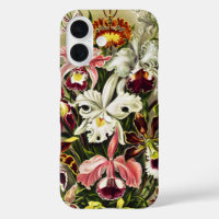 Orchids, Orchideae Denusblumen Ernst Haeckel
