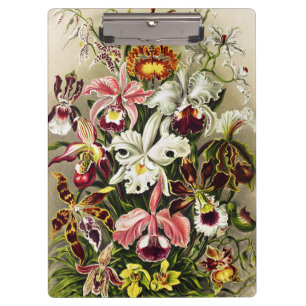 Orchids, Orchideae Denusblumen Ernst Haeckel Clipboard