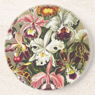 Orchids, Orchideae Denusblumen Ernst Haeckel Coaster