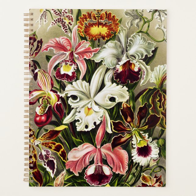 Orchids, Orchideae Denusblumen Ernst Haeckel Planner (Front)
