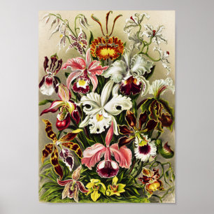 Orchids, Orchideae Denusblumen Ernst Haeckel Poster