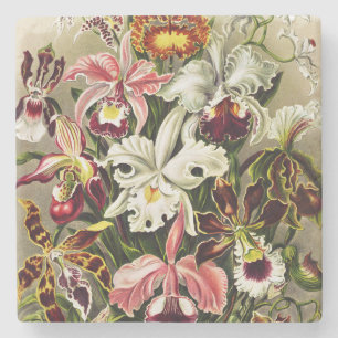 Orchids, Orchideae Denusblumen Ernst Haeckel Stone Coaster