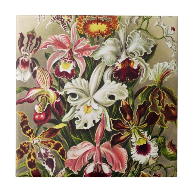 Orchids, Orchideae Denusblumen Ernst Haeckel  Tile (Front)