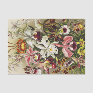 Orchids, Orchideae Denusblumen Ernst Haeckel  Tissue Paper