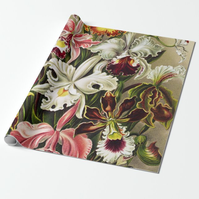 Orchids, Orchideae Denusblumen Ernst Haeckel  Wrapping Paper (Unrolled)