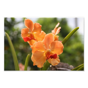 Orchids Photo Print