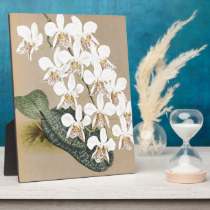 Orchids Plaque