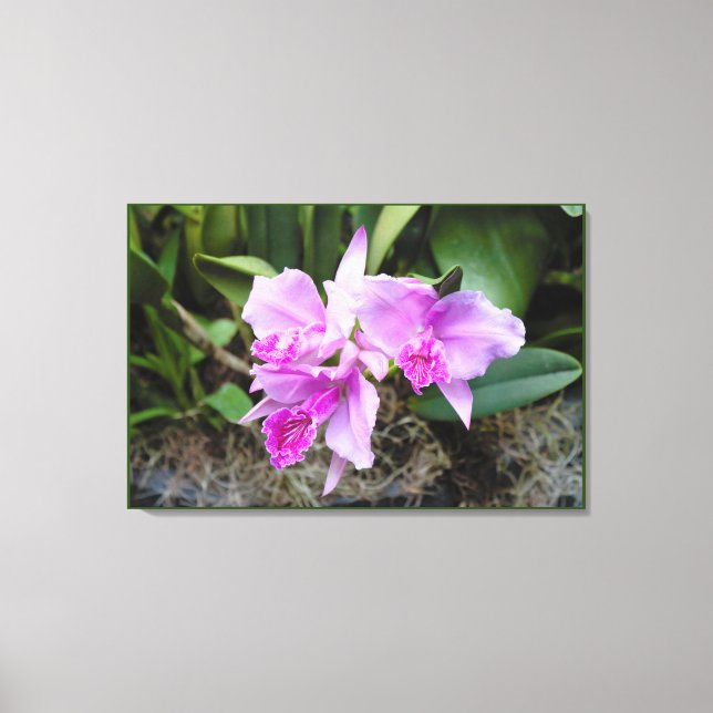 Orchids Portrait Canvas Print (Front)