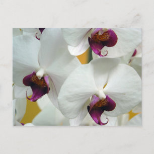 Orchids Postcard