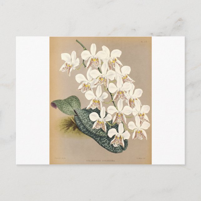 Orchids Postcard (Front)