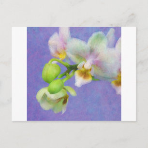 Orchids Postcard