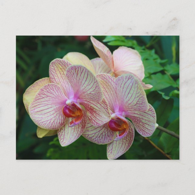 Orchids Postcard (Front)