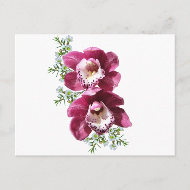 Orchids  postcard (Front)