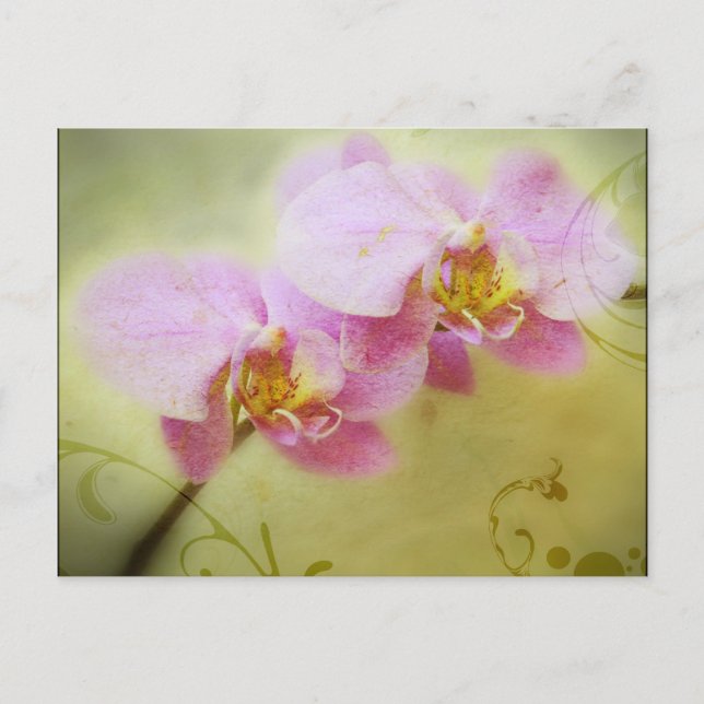Orchids Postcard (Front)
