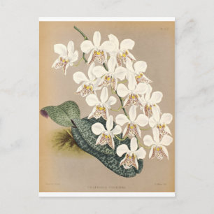 Orchids Postcard