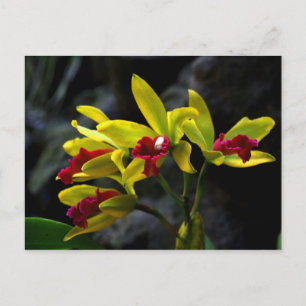 Orchids Postcard