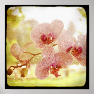 Orchids Poster