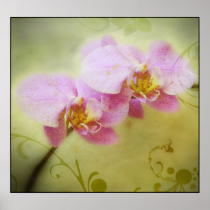 Orchids Poster