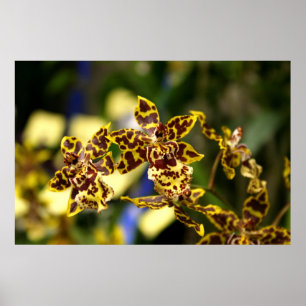 Orchids poster