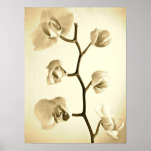Orchids {Sepia}   Poster
