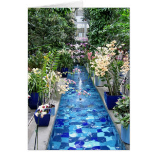 Orchids show