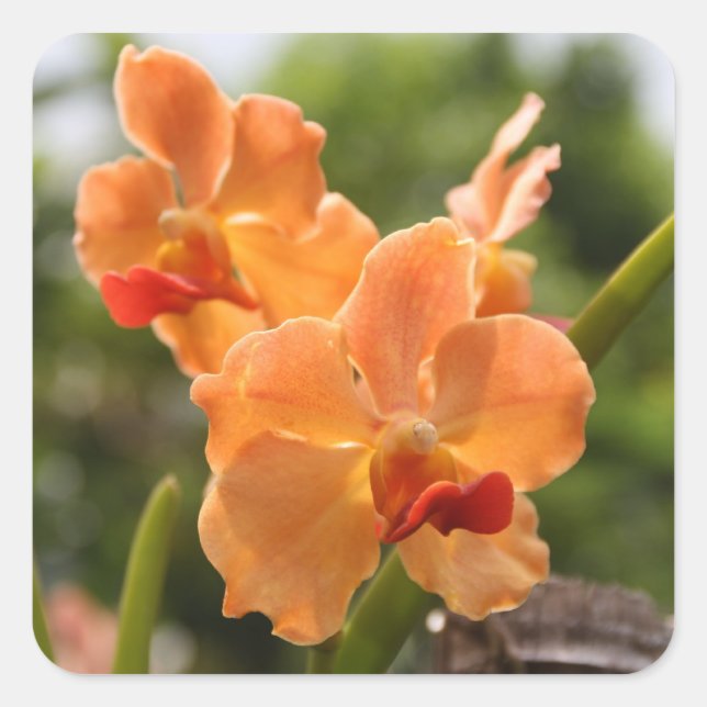 Orchids Square Sticker (Front)