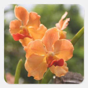 Orchids Square Sticker