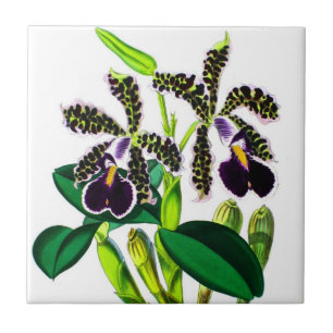 Orchids Tile