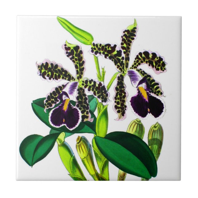 Orchids Tile (Front)