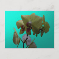 Orchids: Yellow and White