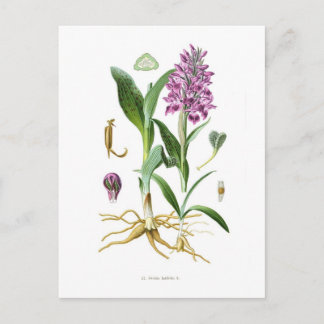 Orchis latifolia postcard