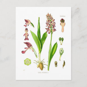 Orchis militaris (military orchid) postcard
