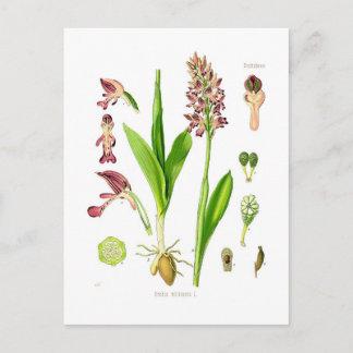 Orchis militaris (military orchid) postcard