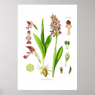 Orchis militaris poster