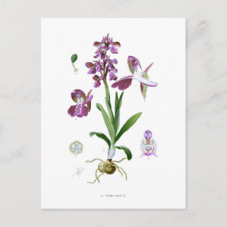 Orchis morio postcard