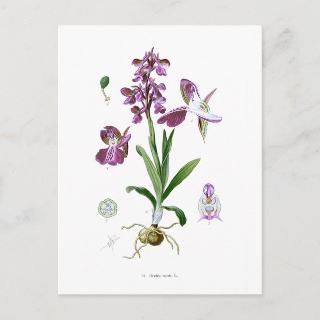 Orchis morio postcard (Front)