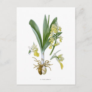 Orchis pallens postcard