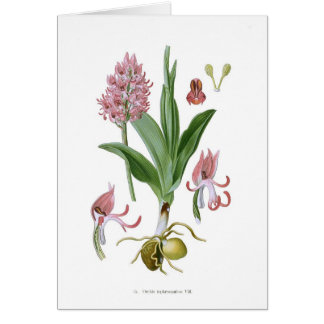 Orchis tephrosanthos