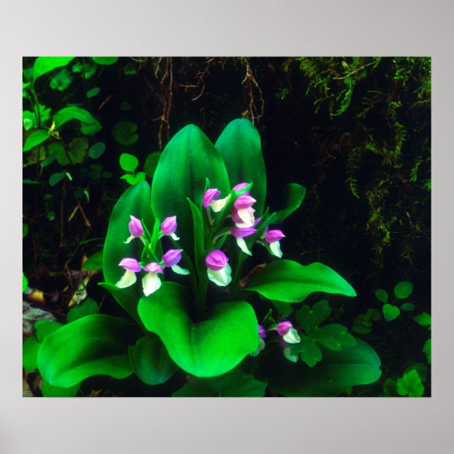 Orchis Wildflowers Poster (Front)