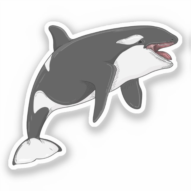 Orcinus Orca vector illustration (Front)