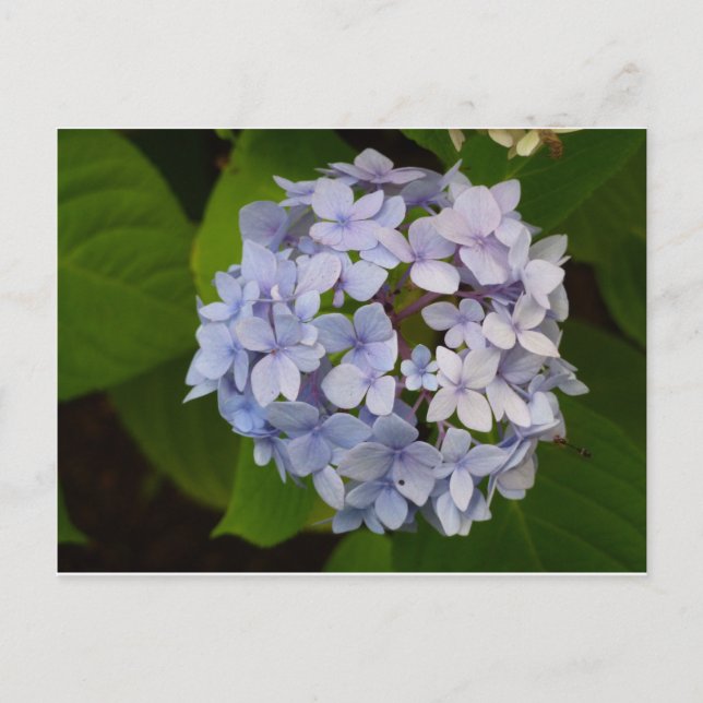 Ordensie Postcard (Front)