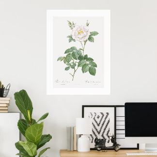 Ordinary White Rose Vintage Floral Art Poster
