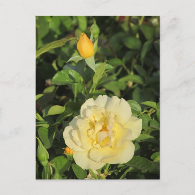 Oregold Yellow Roses Postcard (Front)