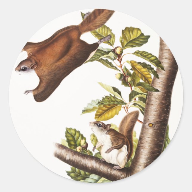 Oregon Flying Squirrel (Pteromys Origonensis)  Classic Round Sticker (Front)