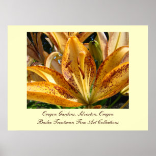 Oregon Gardens Silverton Golden Lily Flowers Poster