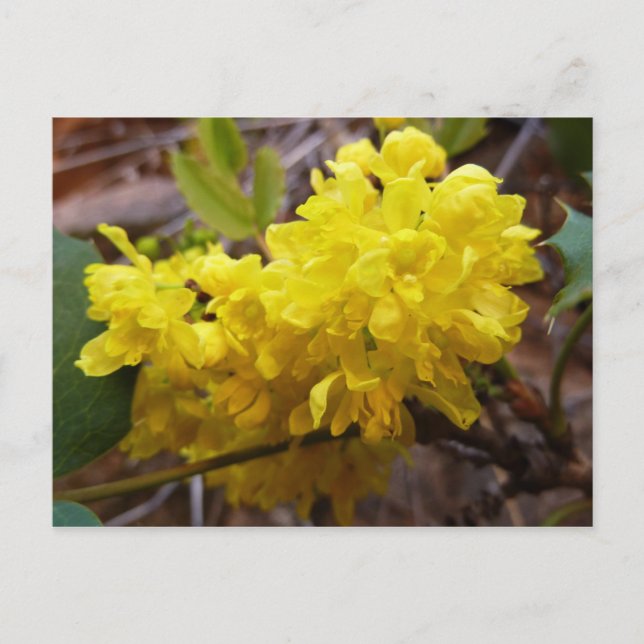 Oregon Grape Flowers Yellow Wildflowers Postcard (Front)