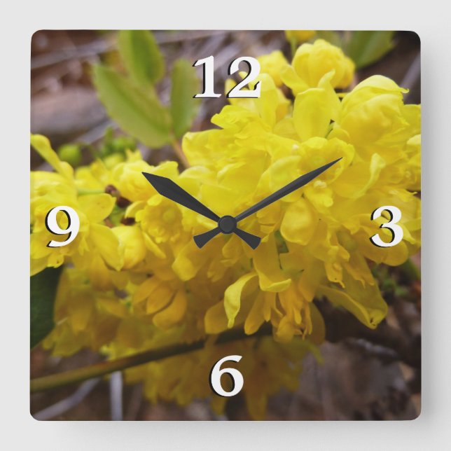 Oregon Grape Flowers Yellow Wildflowers Square Wall Clock (Front)