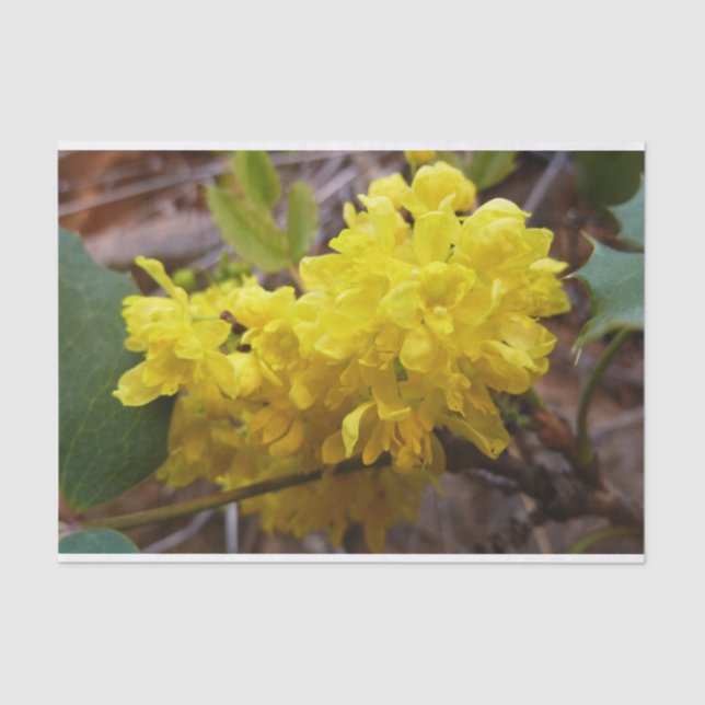 Oregon Grape Flowers Yellow Wildflowers Tissue Paper (Front)