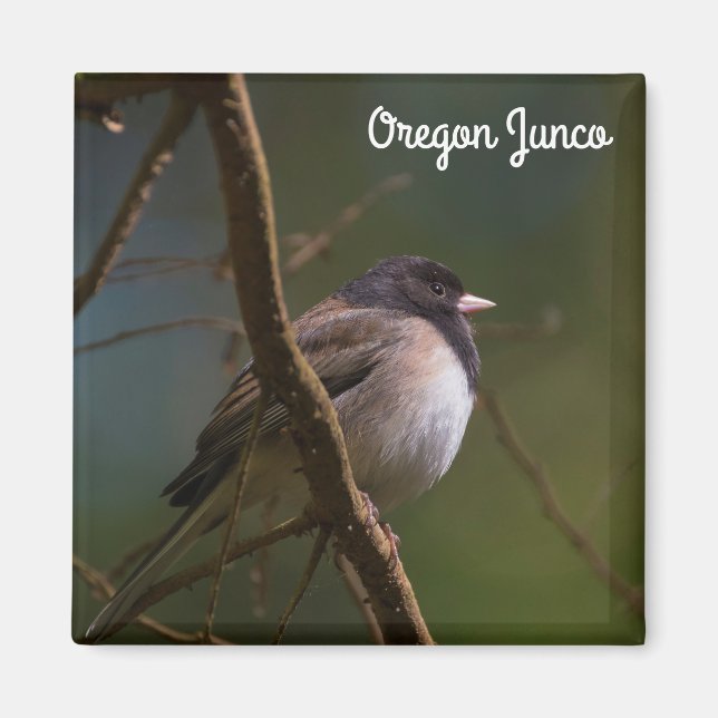 Oregon Junco Magnet (Front)