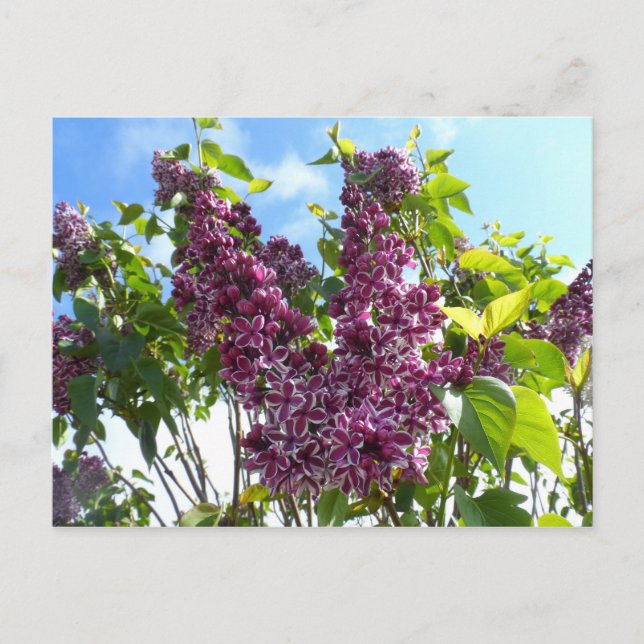 Oregon Lilacs Postcard (Front)